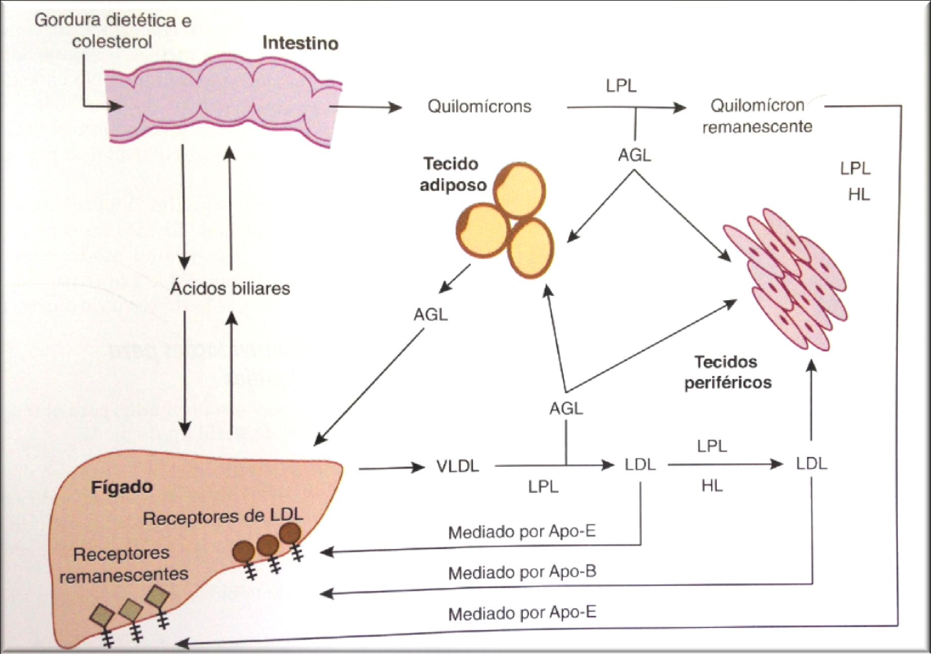 Metabolismo Lipídico