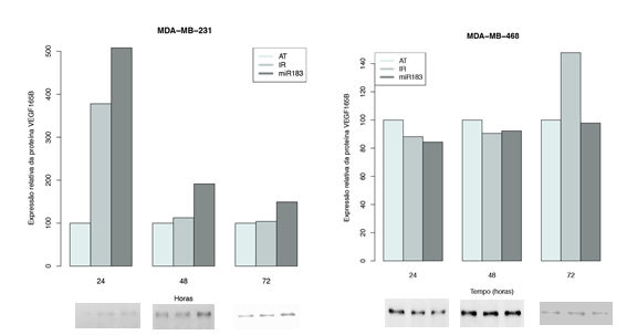51 (A) (B) Figura 19- Avaliação da expressão da proteína VEGF- 165 b após a superexpressão do mir-183 nas linhagens de carcinoma mamário humano MDA-MB-231 (A) e MDA-MB- 468 (B).