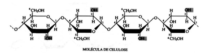 componente essencial de todas as plantas. Como polímero natural a celulose existente em grande abundância, possui fortes ligações de hidrogênio sendo altamente hidrofílica (AGARWAL E BROUTMAN, 1999).