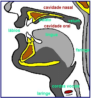(ou seja, a zona em que os dentes estão implantados). Veja-se a figura 1. que apresenta o tracto vocal e a figura 2. que mostra os vários pontos da língua que servem na articulação dos sons da fala.