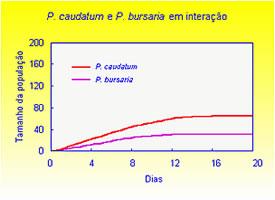 Coexistência - ocupam posições distintas no meio de cultivo;