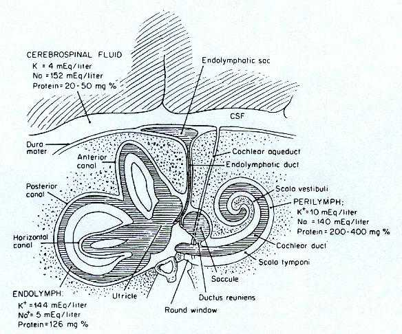 Fig 1: Esquema da orelha interna 1C. Canais Semicirculares: Os canais semicirculares são três de cada lado, denominados de superior ou anterior, lateral ou horizontal e posterior ou frontal.