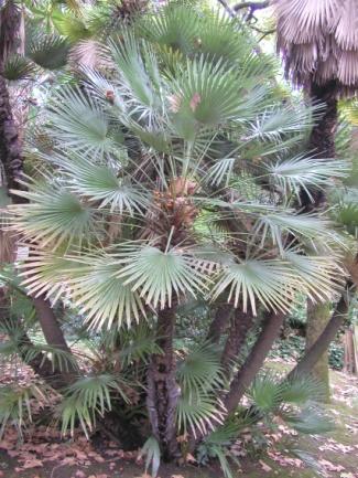 13. Chamaerops humilis L.