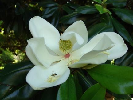 2. Magnolia grandiflora L. Família: Magnoliaceae Nome comum: Magnólia do Sul Distribuição: Nativa do sudoeste dos E.U.