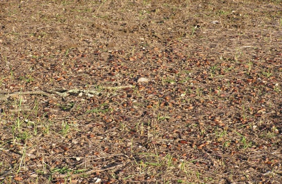 O fruto - Bolota - alimento pobre em proteínas mas muito rico em hidratos de carbono A rama das árvores obtida direta ou indiretamente como resultado das podas, constitui-se como uma importante