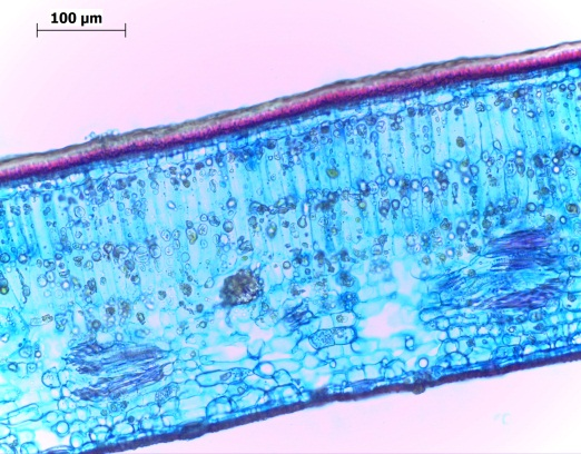 354 LEITE ET AL.:MORFOANATOMIA FOLIAR DE POUTERIA SP. NOV. 1 2 3 5 7 4 4 6 8 Figuras 1-6- Secções foliares de Pouteria sp. nov.de plantas em ambiente de sol. 1Secção paradérmica da face adaxial.