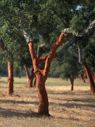 o Projeto aprovado pela Autoridade de Gestão do InAlentejo, no âmbito do Sistema de Apoio a Entidades do Sistema Científico e Tecnológico Nacional o