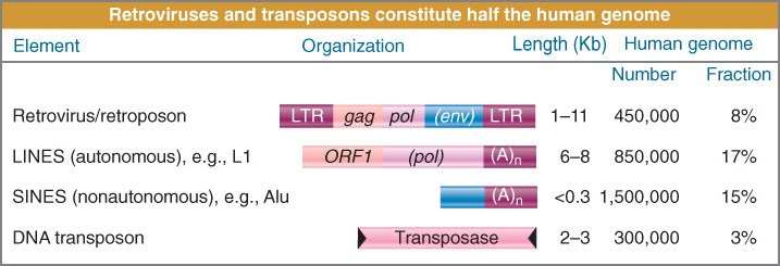RNAs funcionais que emergiram da genômica evolutiva Micro RNA (mirna) Família de pequenos RNAs de 21 25 nucleotídeos que regulam negativamente a expressão gênica no nível pós-transcricional.