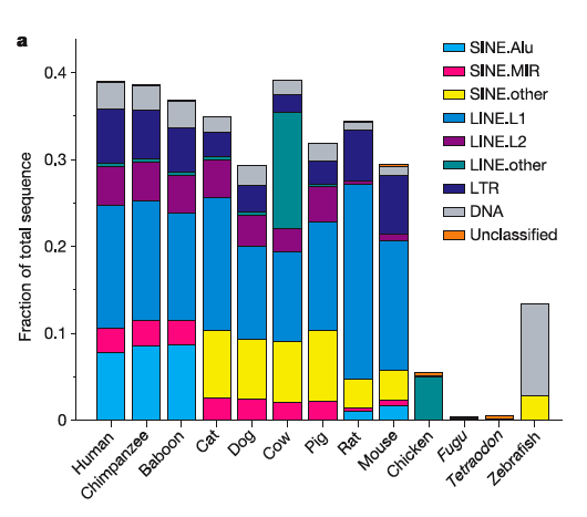 (junto com proteínas argonautas) Enhancer HACNS1 descoberto por genômica comparada está relacionado ao desenvolvimento HAR1F: região não codificadora altamente conservada que expressa um RNA