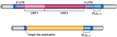 Elementos transponíveis em humanos Transposons versus Retrotransposons (ou retroposons) Retrotransposon longo Retrovírus endógeno Transposon típico Retrotransposon curto Retrotransposons autônomos 1.