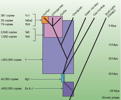 Nature (2001) 409 860-921 Inferência filogenética com o uso de SINEs e LINEs Inferência filogenética com o uso de SINEs e LINEs espécie A espécie B espécie C espécie D A inserção de um elemento