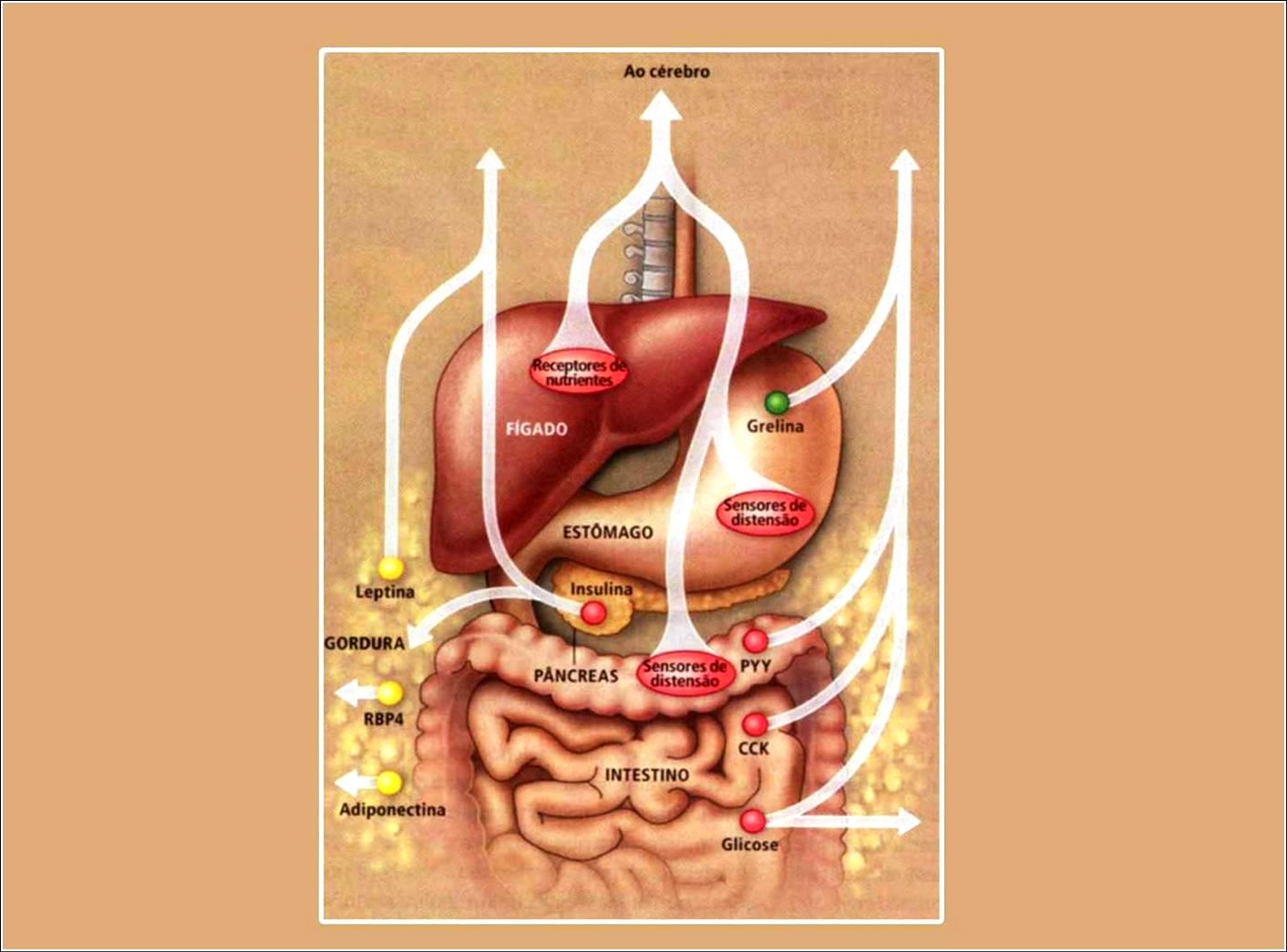 OBESIDADE Causas Freqüentes Doenças Endócrinas: glandulares (Cushing, SOP) hipotireoidismo neuro-hormonais Mutações