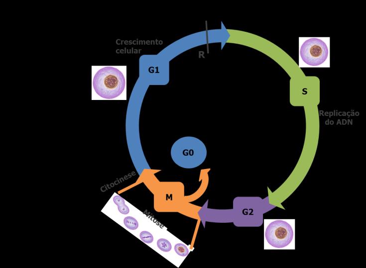 Avaliação do perfil de metilação em Síndrome Mielodisplásica Estudo comparativo entre sangue periférico e medula óssea Introdução Figura 3 Ciclo celular e mecanismos de controlo.