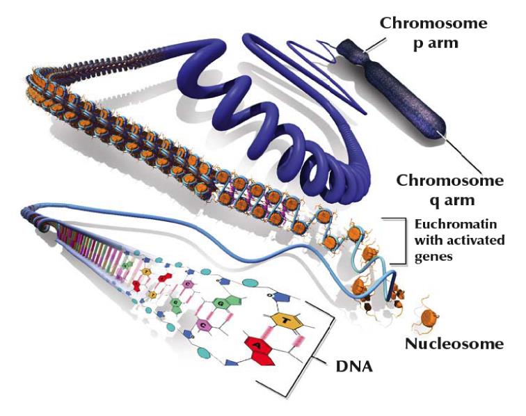 Controle epigenético da transcrição genética A composição do DNA não se altera no controle epigenético O silenciamento