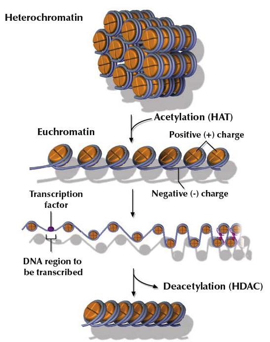 Modificação da histona Acetilação da histona resulta numa