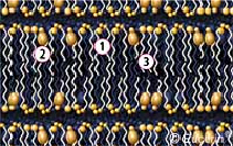 Esquema demonstrando a membrana intacta. 1. Ceramidas 2. Colesterol 3. Ácidos graxos. A membrana lipoprotéica em pacientes com dermatite atópica: alteração quali e quantitativa da estrutura lipídica.