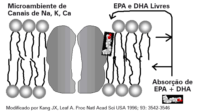 O DHA incorpora-se na posição Sn-2 dos fosfolipídeos da membrana, podendo aumentar sua fluidez e promover repercussões benéficas sobre a funcionalidade celular (Figura 4).