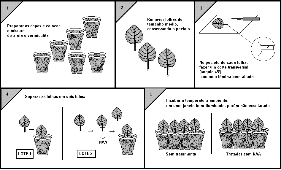 O ENSINO DE BIOTECNOLOGIA