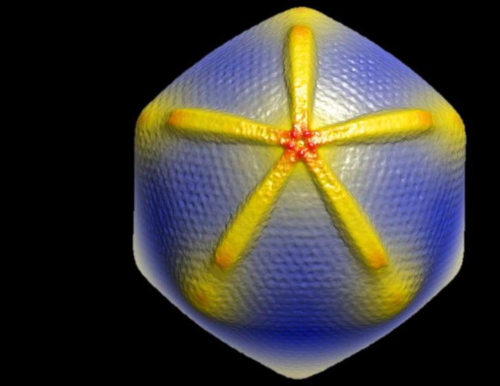 cerca 300 nm (0,3 µm), e um dos menores, causador da febre aftosa bovina, mede apenas