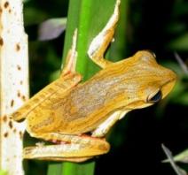 Hypsiboas bischoffi //