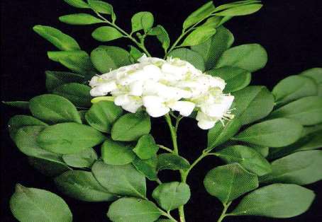 HOSPEDEIROS Rutaceae 21