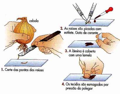 4. A CÉLULA VISTA AO MICROSCÓPIO TÉCNICAS PARA OBSERVAÇÃO AO