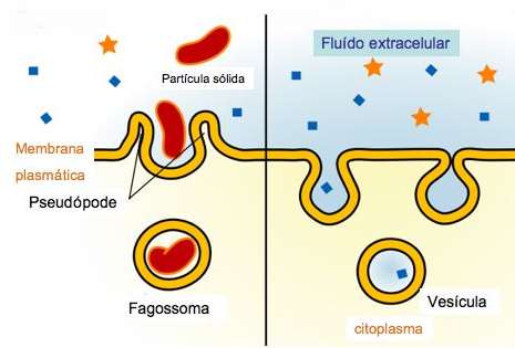 12. PROCESSOS MEDIADOS POR VESÍCULAS ENDOCITOSE Ingestão de