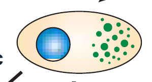 Divisão assimétrica: polarização celular Com a célula parental