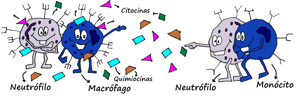 As citocinas e quimiocinas As citocinas e quimiocinas são proteínas que se ligam a outras células que possuem receptores específicos para essas proteínas, sendo então uma forma de comunicação entre