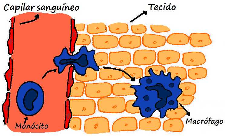 Os monócitos são células que circulam no interior dos vasos sanguíneos, mas ao passarem para os tecidos, se diferenciam em macrófagos.