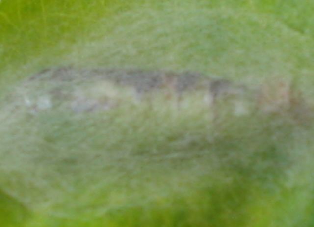 Spodoptera cosmioides; M3- Adulto de Spodoptera cosmioides; N1- Postura de Spodoptera eridania; N2- Larvas de Spodoptera eridania; N3- Adulto de