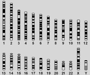 1 2 Localização cromossómica de 17 loci - 13 STRs do sistema CODIS + 4 STRs TPOX D3S1358 D2S1338 FGA