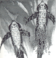 Par de Sturisoma desovando. O macho (à direita) dedica-se sozinho aos cuidados com aos ovos.