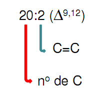 ÁCIDOS GRAXOS Identificação do número de C e da posição C=C Geralmente as C=C estão nas