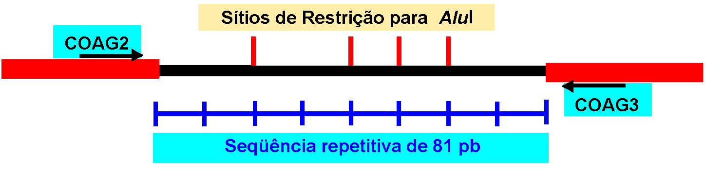 I.S. Luz Caracterização Molecular das Toxinas... 41 casos de mastite bovina (AARESTRUP; DANGLER; SORDILLO, 1995; SCHLEGELOVÁ et al., 2003; SU et al., 1999).