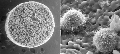 O que investiga o INEB? As principais áreas de competência do INEB são Biomateriais e Regeneração de Tecidos, Bioimagem e Sinais Biomédicos, e Geoepidemiologia.