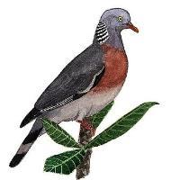 Nome científico: Columba trocaz. Localização: Espécie de ave da Madeira. Vive na floresta Laurissilva.