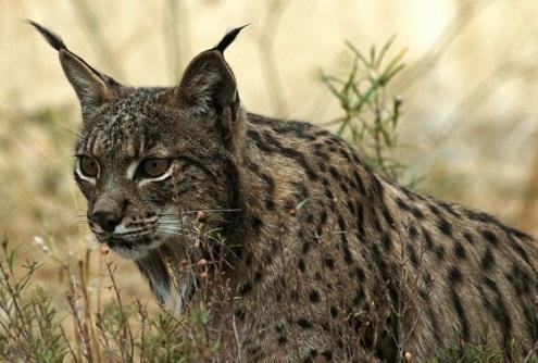 Alimentação: O lince ibérico alimenta-se praticamente do coelho europeu, mas quando esse alimento escassa alimenta-se também de veados, aves, peixes e até raposas.