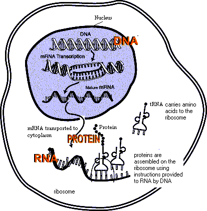 Tradução: Citoplasma, RER mrna Proteína Cada aminoácido é codificado na sequência de DNA, de três nucleotídeos códon (mrna) RNA transportador (trna)