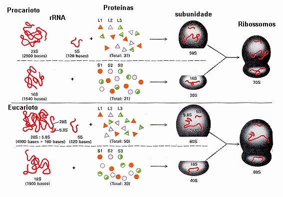 Ribossomos traduz a informação contida no mrna para uma seqüência de