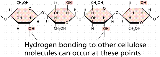 (FARABEE, M.J., 001 - n-line Biology Book ) Como verificámos, a composição básica do amido é a glucose.