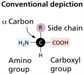 (FARABEE, M.J., 001 - n-line Biology Book ) 3.