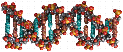 s ácidos nucleicos são estruturas poliméricas longas constituídas por subunidades que se repetem ordenadamente designadas nucleótidos. Cada nucleótido é composto por três partes (Fig.): (FARABEE, M.J.