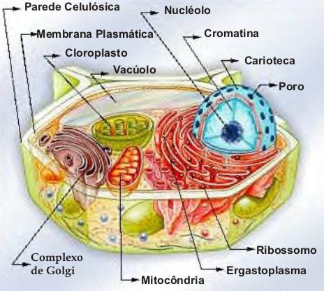 O Colesterol é um esteroide importante para o nosso organismo, mas em doses altas pode causar problemas sérios como o endurecimento das artérias (Arteriosclerose) que diminui o fluxo sanguíneo para