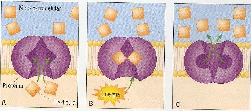 b) Células Procariontes São células formadas apenas por membrana, citoplasma e o material genético (DNA) disperso no citoplasma, sem a presença de carioteca ou envelope nuclear.