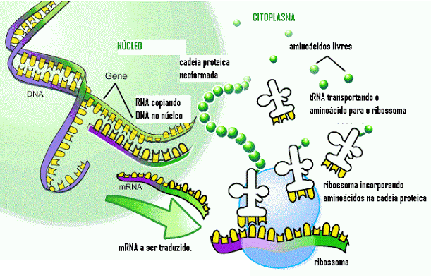 Trata-se do tipo de RNA encontrado em maior quantidade nas células, e é um dos componentes estruturais dos ribossomos, juntamente com proteínas. Replicação do DNA 2.