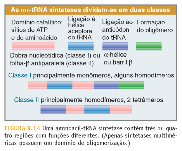 aminoacil