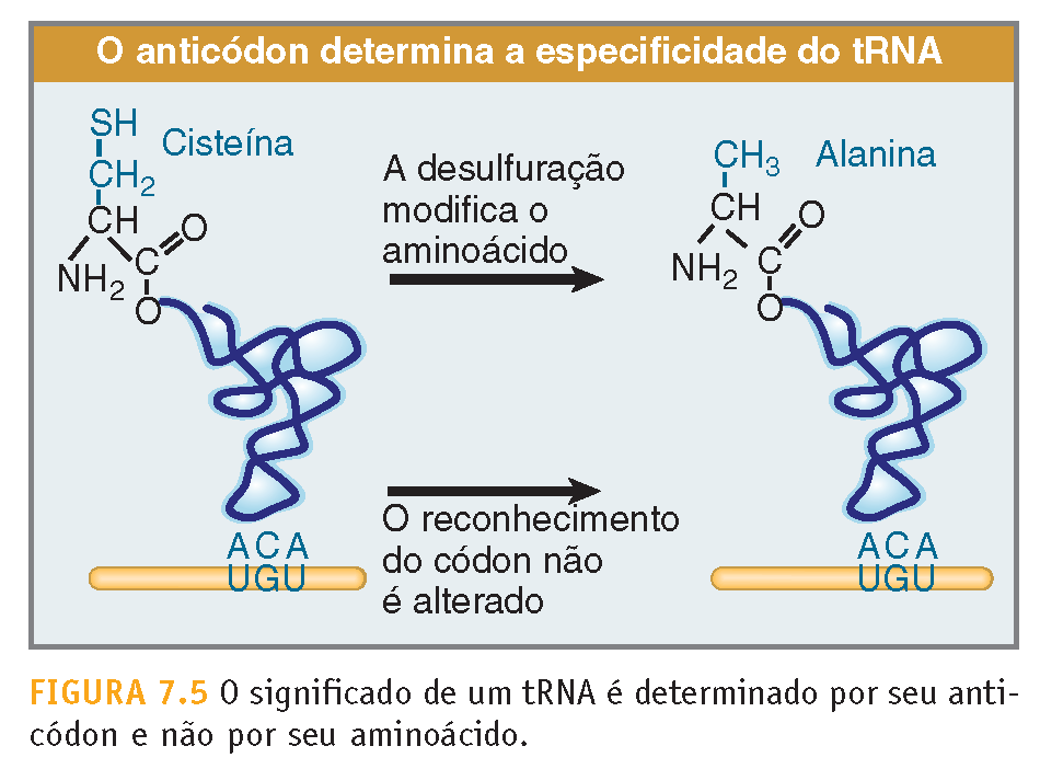 (des)controle da tradução III Não acontece verificação do aminoácido na