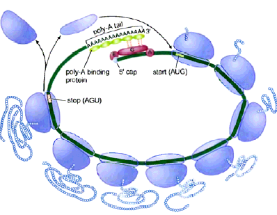 Prokarya X Eukarya RNA policistrônico Operon RNA monocistrônico interação