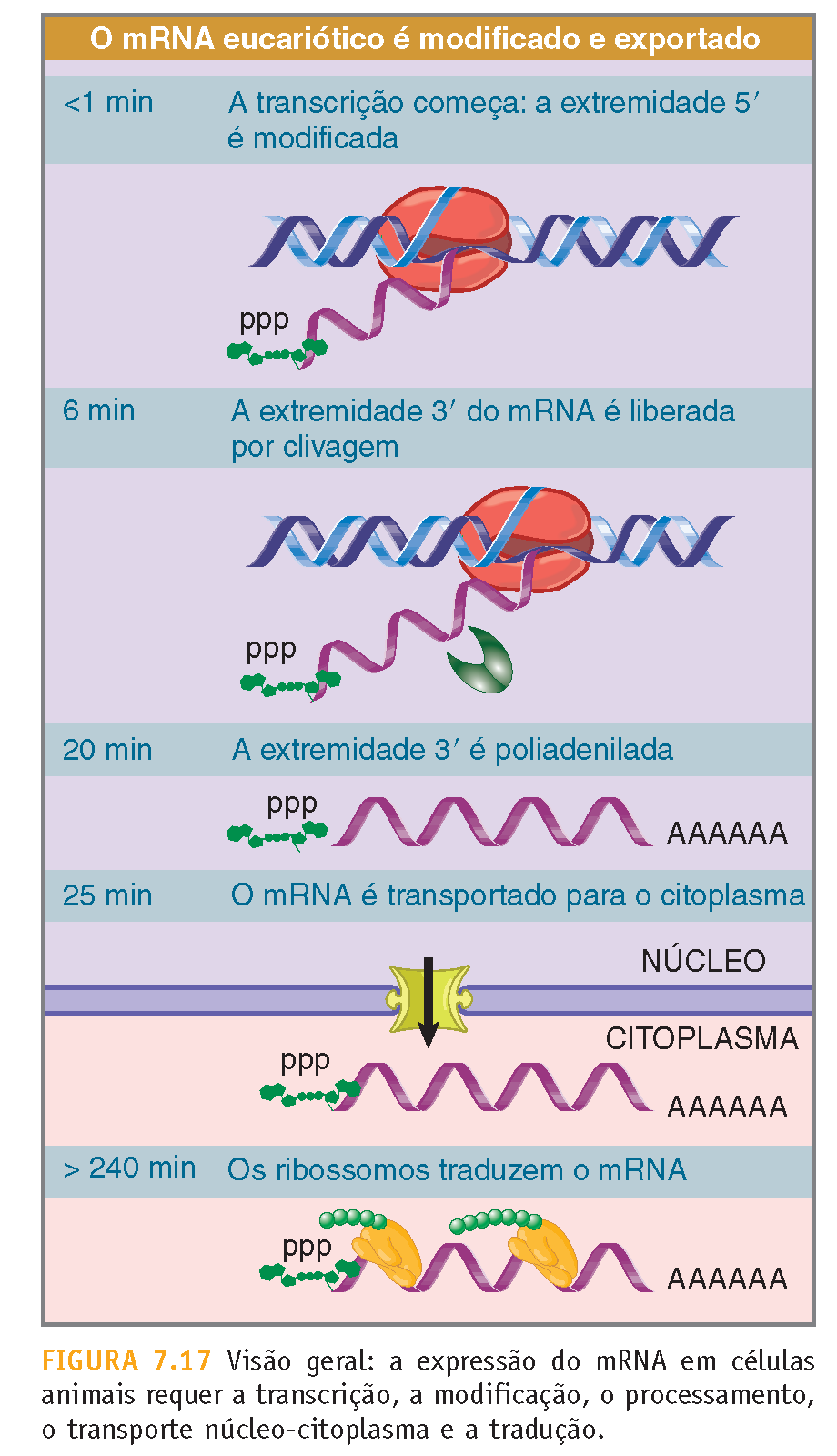 Tempo de